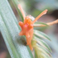 Stichorkis gibbosa (Finet) J.J.Wood